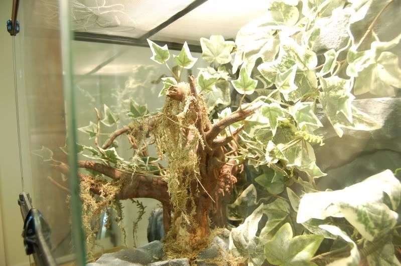 Ribbon Snake Viv Build Reptile Forums